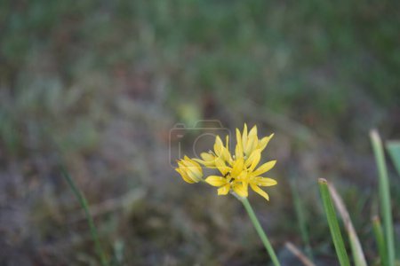 Photo for Ants on yellow flowers of Allium moly in the garden in June. Ants are eusocial insects of the family Formicidae. Allium moly,  yellow garlic, golden garlic and lily leek, is a species of flowering plant in the genus Allium. Berlin, Germany - Royalty Free Image