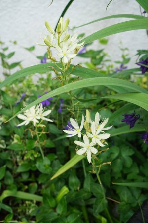 Foto de Camassia leichtlinii 'Alba' en el jardín en mayo. Camassia leichtlinii es una especie de planta fanerógama perteneciente a la familia Asparagaceae. Berlín, Alemania - Imagen libre de derechos