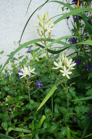 Foto de Camassia leichtlinii 'Alba' en el jardín en mayo. Camassia leichtlinii es una especie de planta fanerógama perteneciente a la familia Asparagaceae. Berlín, Alemania - Imagen libre de derechos