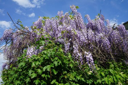 Wisteria-Arten blüht im Mai mit weiß-violetten Blüten. Wisteria ist eine Pflanzengattung aus der Familie der Hülsenfrüchte, Fabaceae. Berlin, Deutschland 