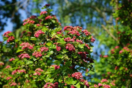 Crataegus laevigata 'Paul' s Scarlet 'blüht im Mai mit rosa Doppelblüten. Crataegus laevigata, der Midland-Weißdorn, der Englische Weißdorn, der Waldweißdorn oder die Mayflower, ist eine Weißdornarte. Berlin, Deutschland 