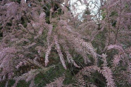 Photo for Tamarix parviflora blooms pink in the garden in May. Tamarix parviflora is a species of tamarisk known by the common name smallflower tamarisk. Berlin, Germany - Royalty Free Image