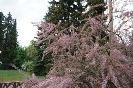 Photo for Tamarix parviflora blooms pink in the garden in May. Tamarix parviflora is a species of tamarisk known by the common name smallflower tamarisk. Berlin, Germany - Royalty Free Image