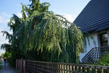 Cedrus atlantica 'Glauca Pendula' in June. Cedrus atlantica, the Atlas cedar, is a species of tree in the pine family Pinaceae. Berlin, Germany 
