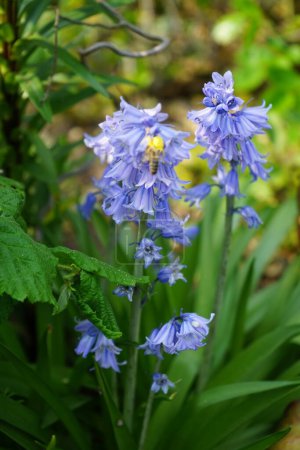Hyacinthoides hispanica azul florece en el jardín en mayo. Hyacinthoides hispanica, Endymion hispanicus, Scilla hispanica, el Bluebell español, es una planta perenne bulbosa floreciente en primavera. Berlín, Alemania 