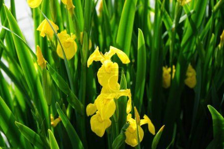 Iris pseudacorus blüht mit gelben Blüten in Wassernähe. Iris pseudacorus, die Gelbe Flagge, Gelbe Iris oder Wasserfahne, ist eine blühende Pflanze aus der Familie der Iridaceae. Berlin, Deutschland 
