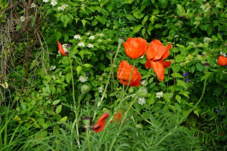 Papaver orientale blüht mit orange-roten Blüten im Garten. Papaver orientale, der orientalische Mohn, ist eine mehrjährige Blühpflanze. Berlin, Deutschland