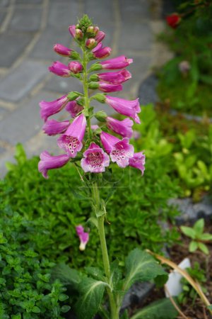 Photo for Digitalis purpurea in the garden. Digitalis purpurea, the foxglove or common foxglove, is a species of flowering plant in the plantain family Plantaginaceae. Berlin, Germany - Royalty Free Image