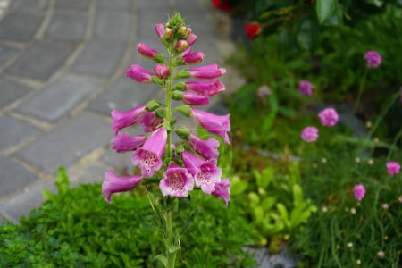 Photo for Digitalis purpurea in the garden. Digitalis purpurea, the foxglove or common foxglove, is a species of flowering plant in the plantain family Plantaginaceae. Berlin, Germany - Royalty Free Image