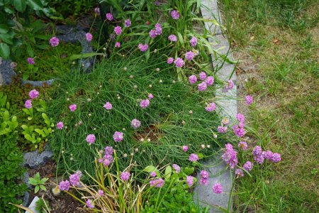 Photo for Armeria maritima in the garden in May. Armeria maritima, the thrift, sea thrift or sea pink, is a species of flowering plant in the family Plumbaginaceae. Berlin, Germany - Royalty Free Image