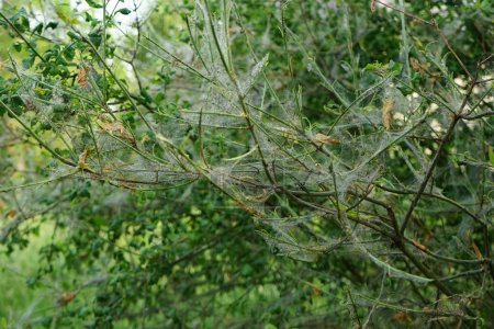 Photo for A tree covered with cobwebs, and cocoons with caterpillars hang on it - these are the caterpillars of tree moths, Yponomeuta evonymella, which primarily choose fruit trees. Berlin, Germany - Royalty Free Image