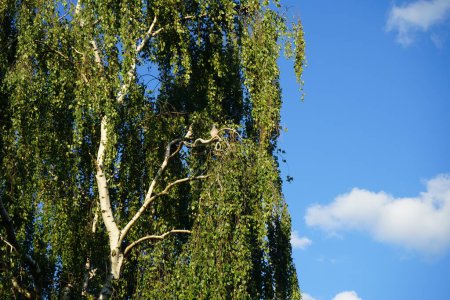 Foto de Columba pájaro palúmbo en una rama de abedul en junio. Columba palumbus es una especie de paloma de la familia Columba. Berlín, Alemania - Imagen libre de derechos