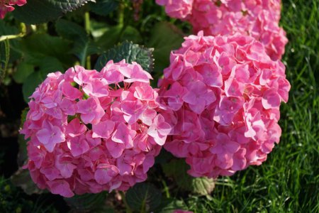 Photo for Hydrangea macrophylla blooms with pink flowers in the garden in June. Hydrangea macrophylla is a species of flowering plant in the family Hydrangeaceae. Berlin, Germany - Royalty Free Image