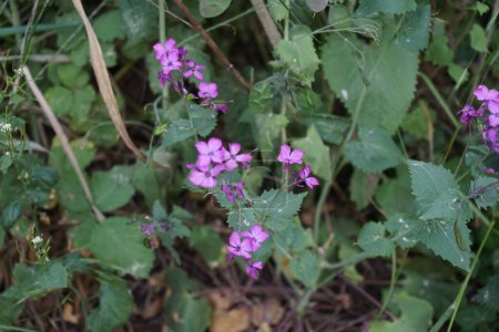 Photo for Lunaria annua blooms with purplish pink flowers in May. Lunaria, common name honesty, is a genus of flowering plants in the family Brassicaceae. Berlin, Germany - Royalty Free Image