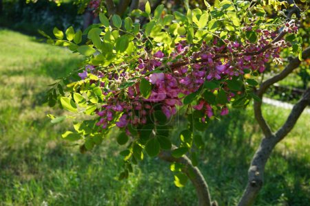 Téléchargez les photos : Robinia hispida 'Macrophylla' fleurit en mai. Robinia hispida est un arbuste de la sous-famille des Faboideae de la famille des Fabaceae. Berlin, Allemagne - en image libre de droit