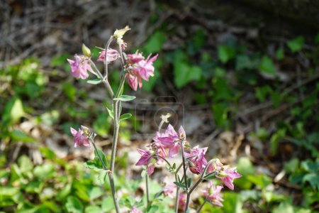Photo for Aquilegia blooms in May in the garden. Aquilegia, granny's bonnet, columbine, is a species of the buttercup family, Ranunculaceae. Berlin, Germany - Royalty Free Image