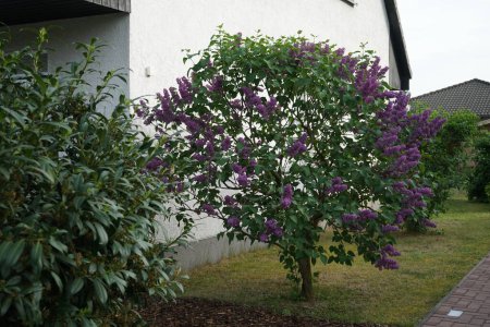 Bush of dark purple lilac blooms in May. Syringa vulgaris, the lilac or common lilac, is a species of flowering plant in the olive family Oleaceae. Berlin, Germany