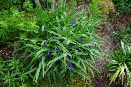 Téléchargez les photos : Tradescantia fleurit avec des fleurs bleues en mai. Tradescantia est un genre de fleurs sauvages herbacées de la famille des Commelinaceae. Berlin, Allemagne - en image libre de droit