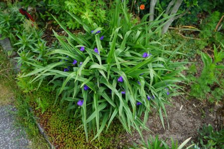 Téléchargez les photos : Tradescantia fleurit avec des fleurs bleues en mai. Tradescantia est un genre de fleurs sauvages herbacées de la famille des Commelinaceae. Berlin, Allemagne - en image libre de droit