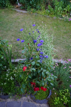 Foto de Centaurea cyanus 'Blauer Junge' y la rosa cama 'Rotilia' florecen en el jardín. Centaurea cyanus, aciano o botón de soltero, es una planta con flores anuales de la familia Asteraceae. Berlín, Alemania - Imagen libre de derechos