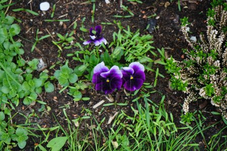 Téléchargez les photos : Viola x wittrockiana 'Lord Beaconsfield' fleurit en mai dans un parterre de fleurs. La panse de jardin, Viola x wittrockiana, est un type de plante hybride à grandes fleurs cultivée comme fleur de jardin. Berlin, Allemagne - en image libre de droit