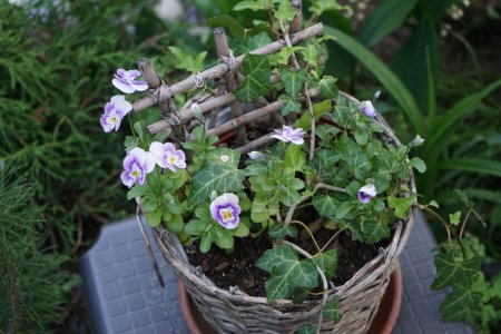 Téléchargez les photos : Viola cornuta 'Pink Halo' fleurit en mai en pot avec Hedera helix. Viola cornuta est une espèce de plante de la famille des Violaceae. Berlin, Allemagne - en image libre de droit