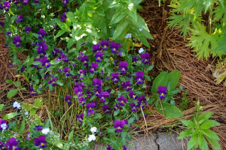 Téléchargez les photos : Viola cornuta Les fleurs "King Henry" fleurissent dans le jardin en mai. Viola cornuta est une espèce de plante de la famille des Violaceae. Berlin, Allemagne - en image libre de droit