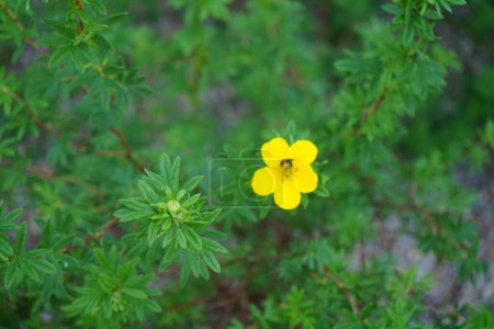 Téléchargez les photos : Potentilla fruticosa avec des fleurs jaunes fleurit en Juin. Potentilla est une plante herbacée de la famille des Rosacées. Berlin, Allemagne - en image libre de droit