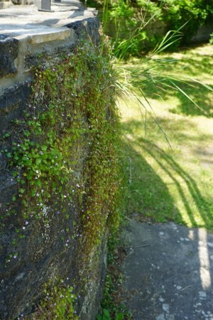 Foto de Cymbalaria muralis sube a las rocas en junio. Cymbalaria muralis, comúnmente llamada sapo de hoja de hiedra o hiedra de Kenilworth, es una planta baja, extendida y vinosa con pequeñas flores púrpuras. Ruedersdorf cerca de Berlín, Alemania - Imagen libre de derechos