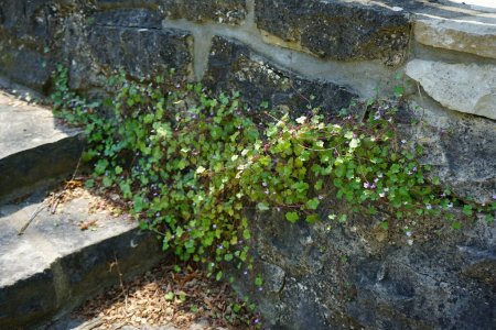 Foto de Cymbalaria muralis sube a las rocas en junio. Cymbalaria muralis, comúnmente llamada sapo de hoja de hiedra o hiedra de Kenilworth, es una planta baja, extendida y vinosa con pequeñas flores púrpuras. Ruedersdorf cerca de Berlín, Alemania - Imagen libre de derechos