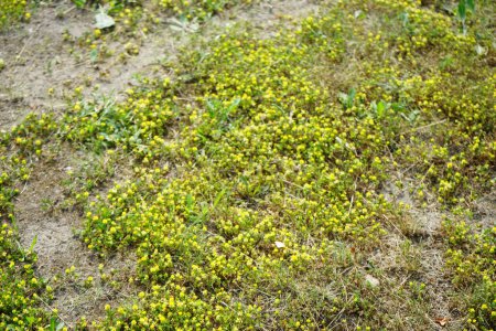 Trifolium campestre fleurit en juin. Trifolium campestre, communément appelé trèfle de houblon, trèfle des champs et trèfle à faible houblon, est une espèce de plante à fleurs. Ruedersdorf bei Berlin, Allemagne  
