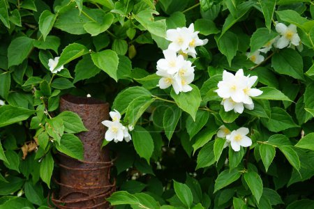 Photo for Philadelphus coronarius blooms in June. Philadelphus coronarius, sweet mock orange, English dogwood, is a species of flowering plant in the family Hydrangeaceae. Berlin, Germany - Royalty Free Image