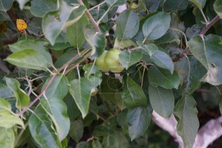 Foto de Manzano con frutos inmaduros en junio. Una manzana es un fruto comestible producido por un manzano, Malus domestica. Berlín, Alemania - Imagen libre de derechos