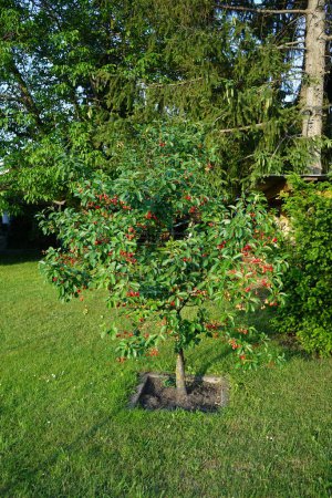 Photo for The fruit of the dwarf cherry tree, Prunus avium, ripens in June. Prunus avium, wild-, sweet-, gean-, or bird cherry is a species of cherry, a flowering plant. Berlin, Germany - Royalty Free Image