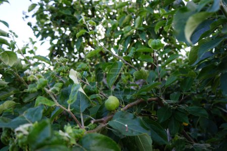 Foto de Manzano con frutos inmaduros en junio. Una manzana es un fruto comestible producido por un manzano, Malus domestica. Berlín, Alemania - Imagen libre de derechos