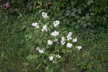 Foto de Philadelphus x virginalis florece en junio. Philadelphus es un género de arbustos perteneciente a la familia Hydrangeaceae. Berlín, Alemania - Imagen libre de derechos
