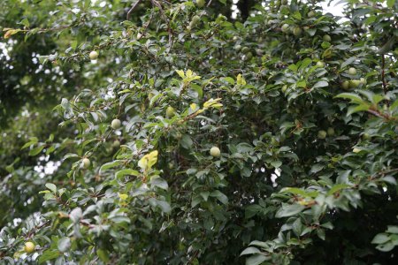 Unreife Früchte der gelben Prunus cerasifera hängen im Juni an Zweigen. Prunus cerasifera ist eine Pflaumenart, die unter den gebräuchlichen Namen Kirschpflaume und Myrobalan-Pflaume bekannt ist. Berlin, Deutschland 