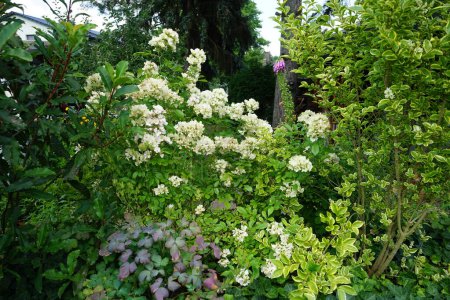 Téléchargez les photos : Rosa multiflora blanche et Digitalis purpurea rose fleurissent dans le jardin en juin. Berlin, Allemagne - en image libre de droit