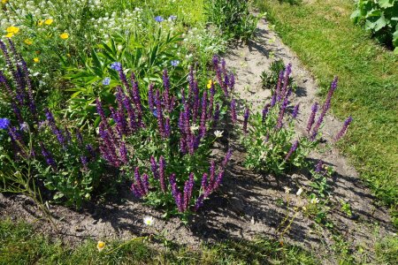 Salvia nemorosa blüht im Juni mit blauvioletten Blüten in einem Beet. Salvia nemorosa, Waldsalbei, Balkan-Muskatellersalbei, Blauer Salbei oder Wilder Salbei, ist eine winterharte Staude. Berlin, Deutschland 