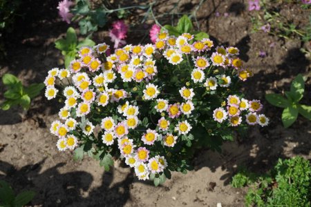 Photo for Tanacetum parthenium blooms in June. Tanacetum parthenium, Chrysanthemum parthenium, feverfew, is a flowering plant in the daisy family, Asteraceae. Berlin, Germany - Royalty Free Image