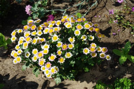 Photo for Tanacetum parthenium blooms in June. Tanacetum parthenium, Chrysanthemum parthenium, feverfew, is a flowering plant in the daisy family, Asteraceae. Berlin, Germany - Royalty Free Image