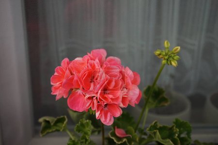Foto de Los geranios florecen en junio en una maceta en un alféizar de ventana. Pelargonium, geraniums, pelargoniums, o cigüeñas, es un género de plantas con flores. Berlín, Alemania - Imagen libre de derechos