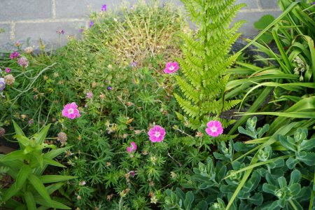 Téléchargez les photos : Geranium sanguineum rose-rouge résistant à l'hiver dans le jardin. Le géranium sanguineum est une espèce de plante herbacée herbacée vivace à fleurs résistantes. Berlin, Allemagne - en image libre de droit