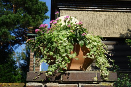 Téléchargez les photos : Pélargoniums roses fleurissent dans un pot de fleurs dans le jardin en Juin. Pelargonium, géraniums, pelargoniums ou cigognes, est un genre de plantes à fleurs, d'espèces de vivaces, de plantes succulentes et d'arbustes. Berlin, Allemagne - en image libre de droit