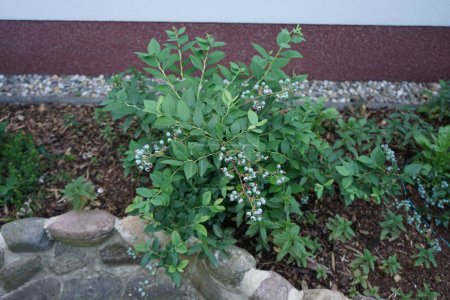 Foto de Un arbusto de Vaccinium corymbosum con bayas se encuentra en el jardín en junio. Vaccinium corymbosum es una especie de arándano de la familia Mordellidae. Berlín, Alemania - Imagen libre de derechos