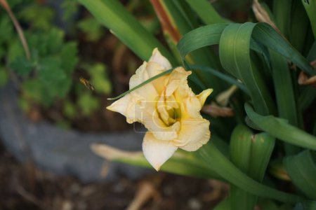 Téléchargez les photos : Hemerocallis cultorum 'Schnickel Fritz' fleurit en juin. Un lis de jour est une plante à fleurs du genre Hemerocallis, membre de la famille des Asphodelaceae, sous-famille des Hemerocallidoideae. Berlin, Allemagne - en image libre de droit