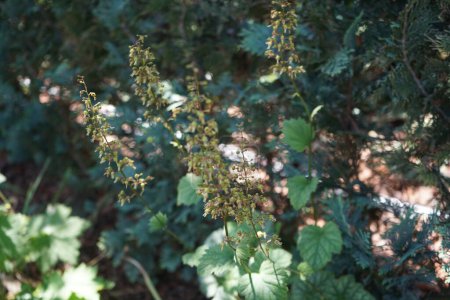 Téléchargez les photos : Heuchera fleurit dans le jardin en Juin. Heuchera est un genre de plantes vivantes de la famille des Saxifragaceae. Berlin, Allemagne - en image libre de droit