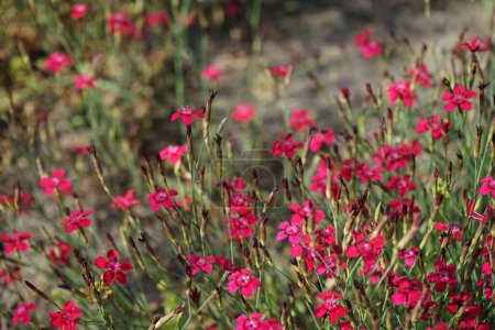 Photo for Dianthus deltoides blooms with pink-red flowers in the garden in June. Dianthus deltoides, the maiden pink, is a species of Dianthus. Berlin, Germany - Royalty Free Image