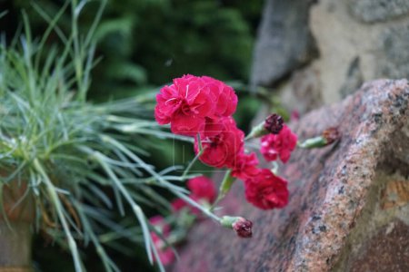 Foto de Los claveles florecen con flores dobles de color rosa-rojo en una maceta en una valla de piedra. Dianthus caryophyllus es una especie de anfibios de la familia Caryophyllaceae. Berlín, Alemania - Imagen libre de derechos