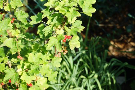 Photo for Redcurrant, Ribes rubrum 'Jonkheer van Tets' in June in the garden. The redcurrant or red currant, Ribes rubrum, is a member of the genus Ribes in the gooseberry family. Berlin, Germany - Royalty Free Image